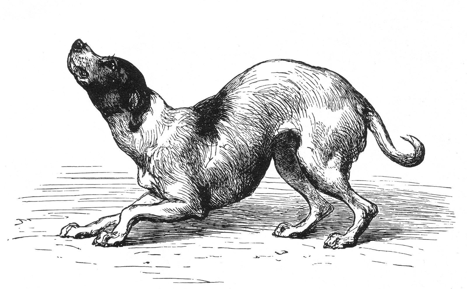 Am I Ready to Adopt a Pet - Part VI: Talk to Me