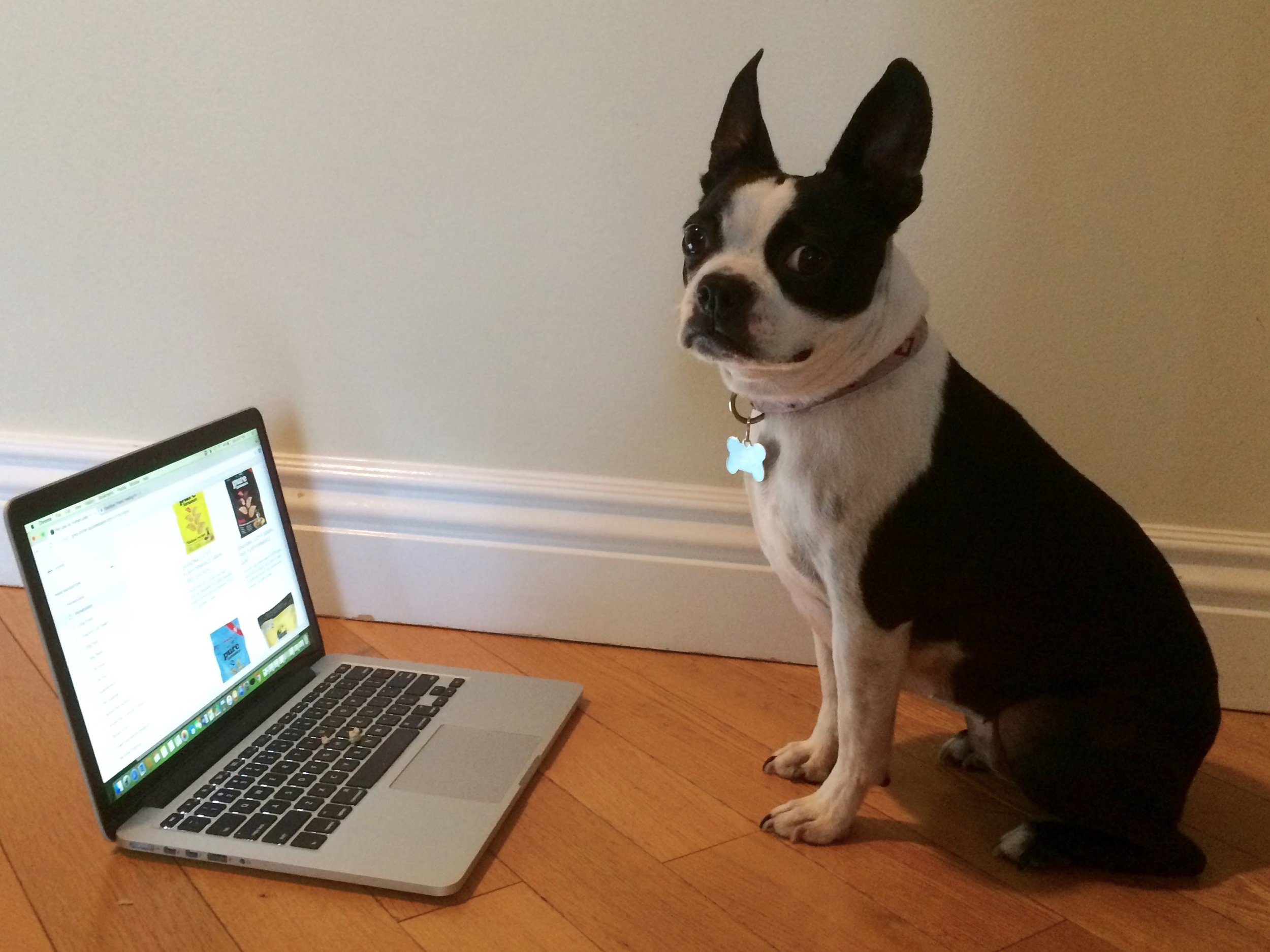 Pet Parenting - Coming Down off the Fence