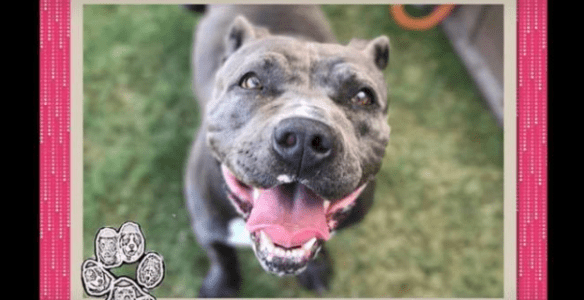 Am I Ready Part VII - Deciding The Pet’s Place in the Family