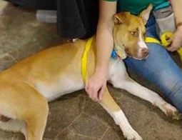 Dog Returned to Shelter for Being “Too Good”