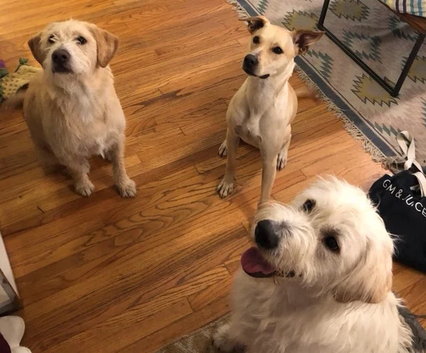 Foster and Adoption: Two Blessings, One Big Family