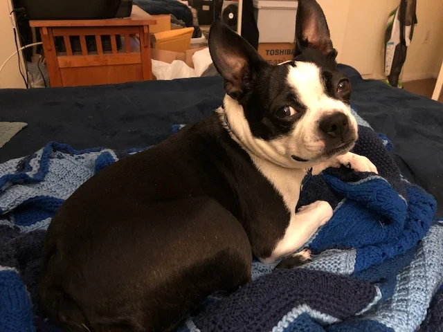 Pets Cuddle Us Up to Gratitude