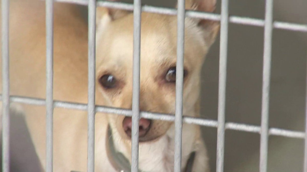 San Bernardino City Shelter Cleared - Its Future Is Uncertain — Rescue Legacy San Bernardino City Shelter Cleared - Its Future Is Uncertain — Rescue Legacy