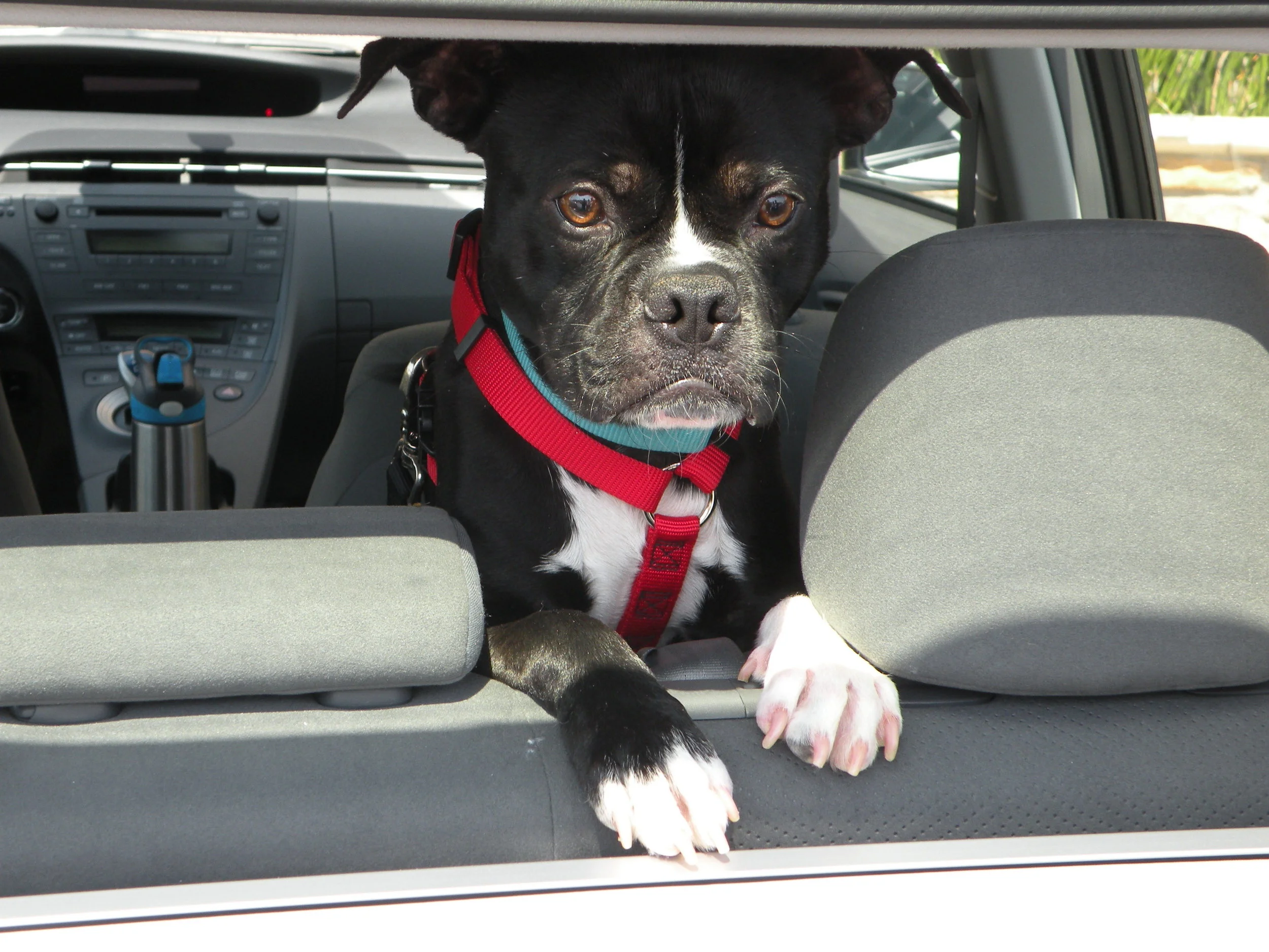 Pet Adoption: A Family Decision