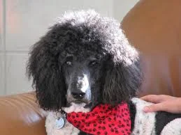 Pet Parent Sued for Negative Review of Animal Hospital