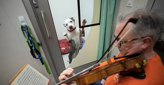 Concert Violinist Plays for NYC Shelter Dogs