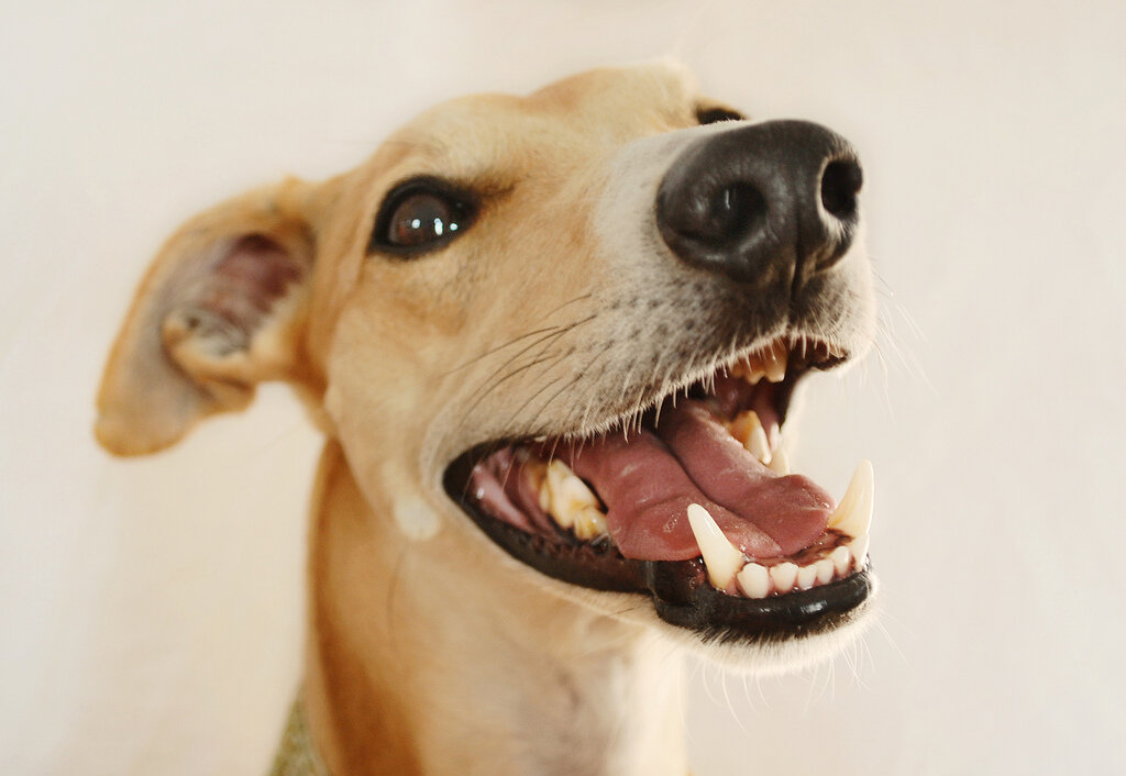 Teeth cleaning for Dogs and Cats - A Dreaded Deed that Needs Doing