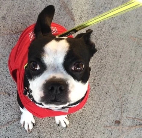 COVID May Bring Fireworks Closer to Home — and Anxious Pets