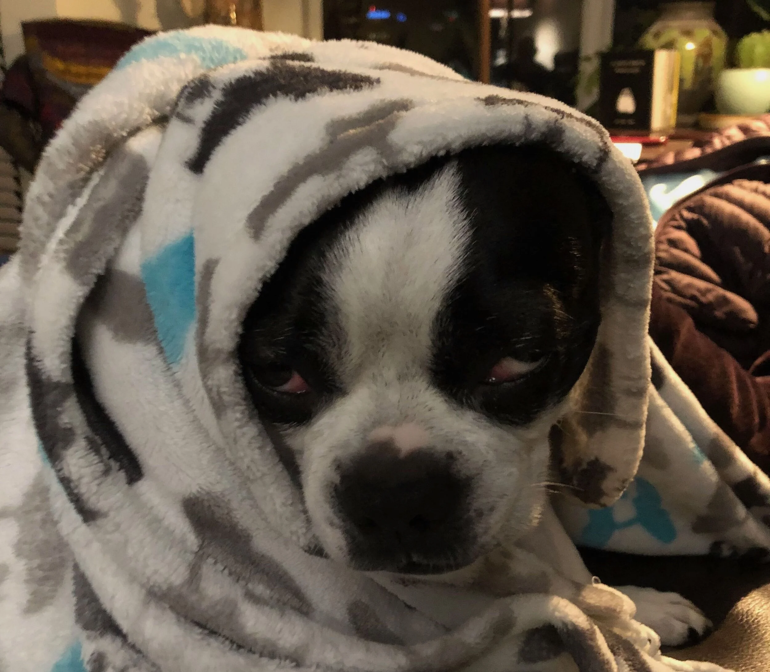 A Lesson In Holding Oneself Together for a Sick Pet