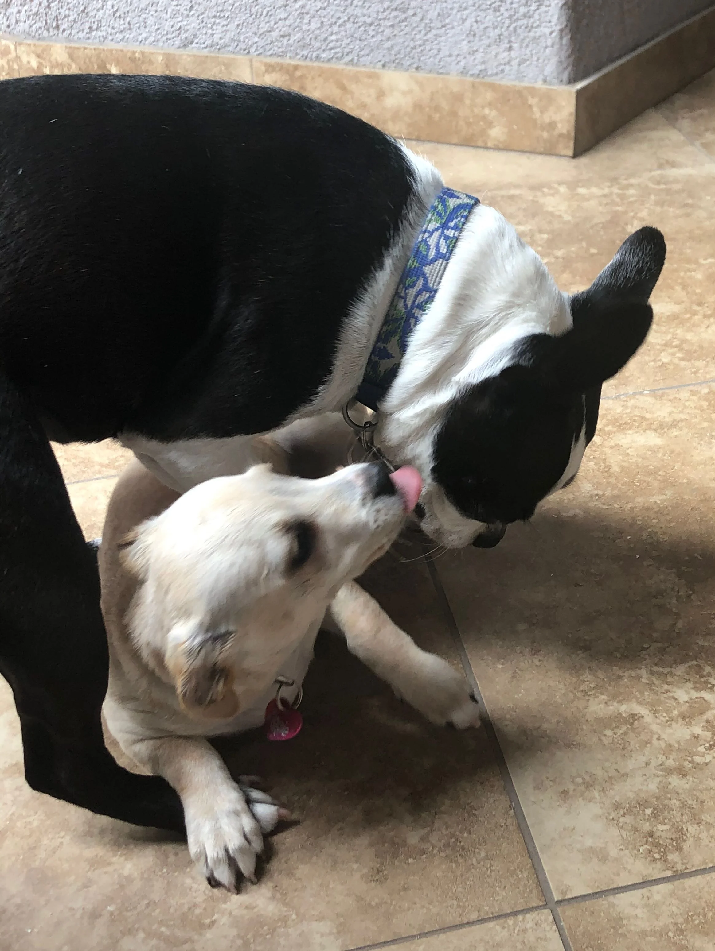 Relocating With Pets (Reloaded)