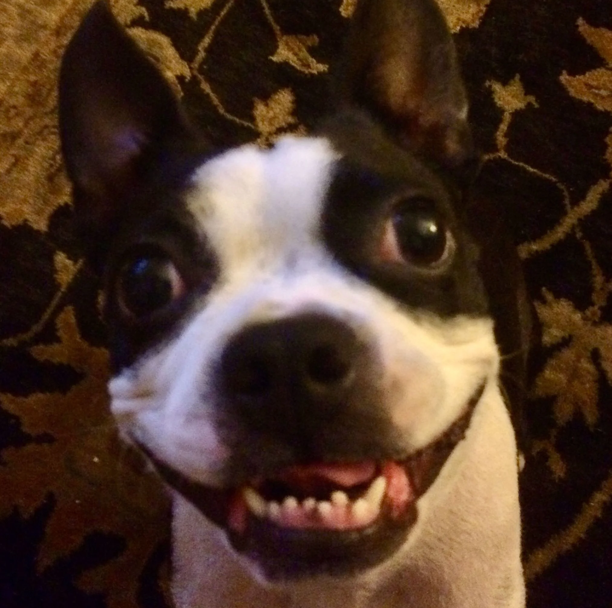 The Wisdom of Pets, As Told By Humans