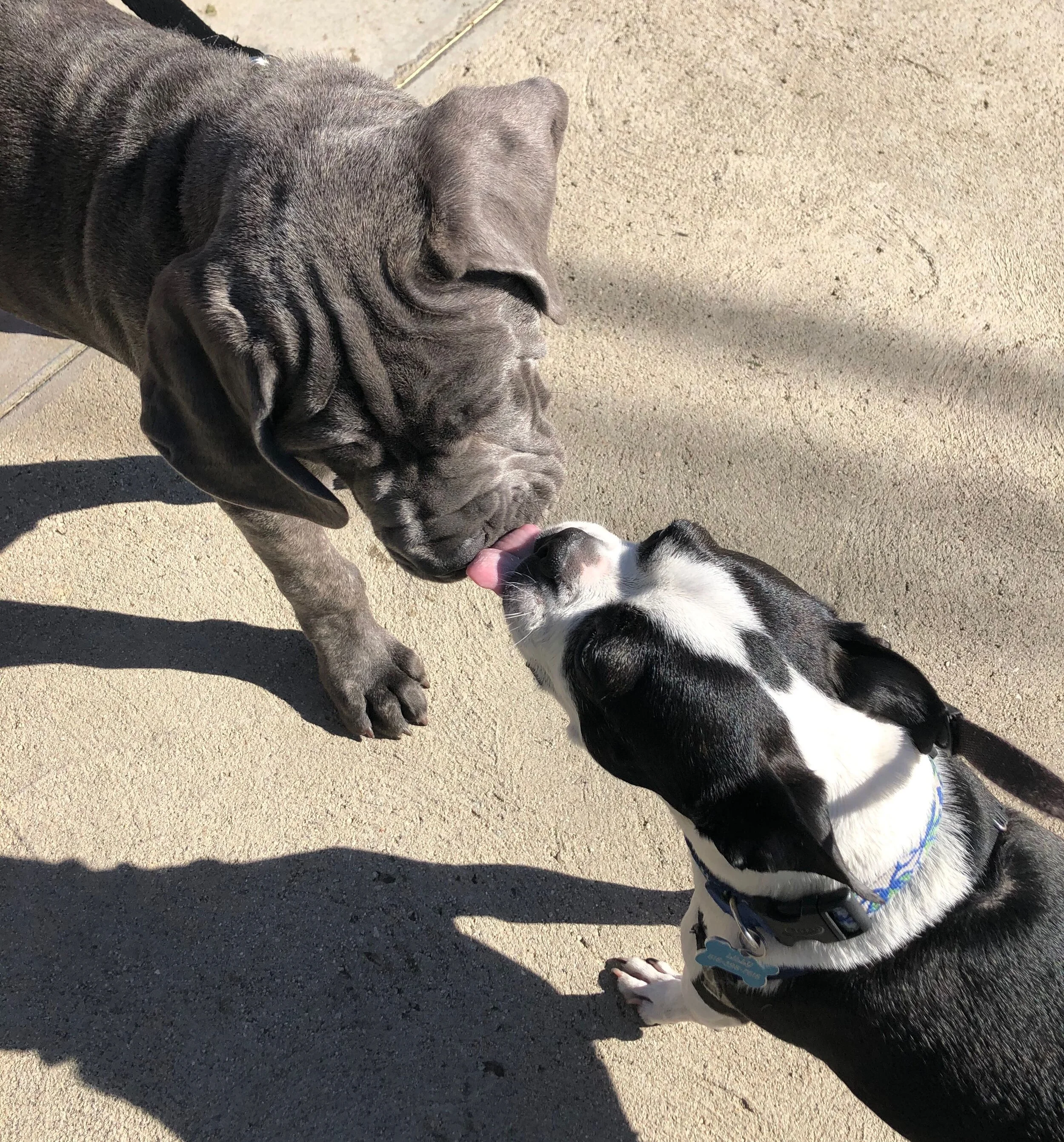 Should We Adopt a Sibling for Our Dog?