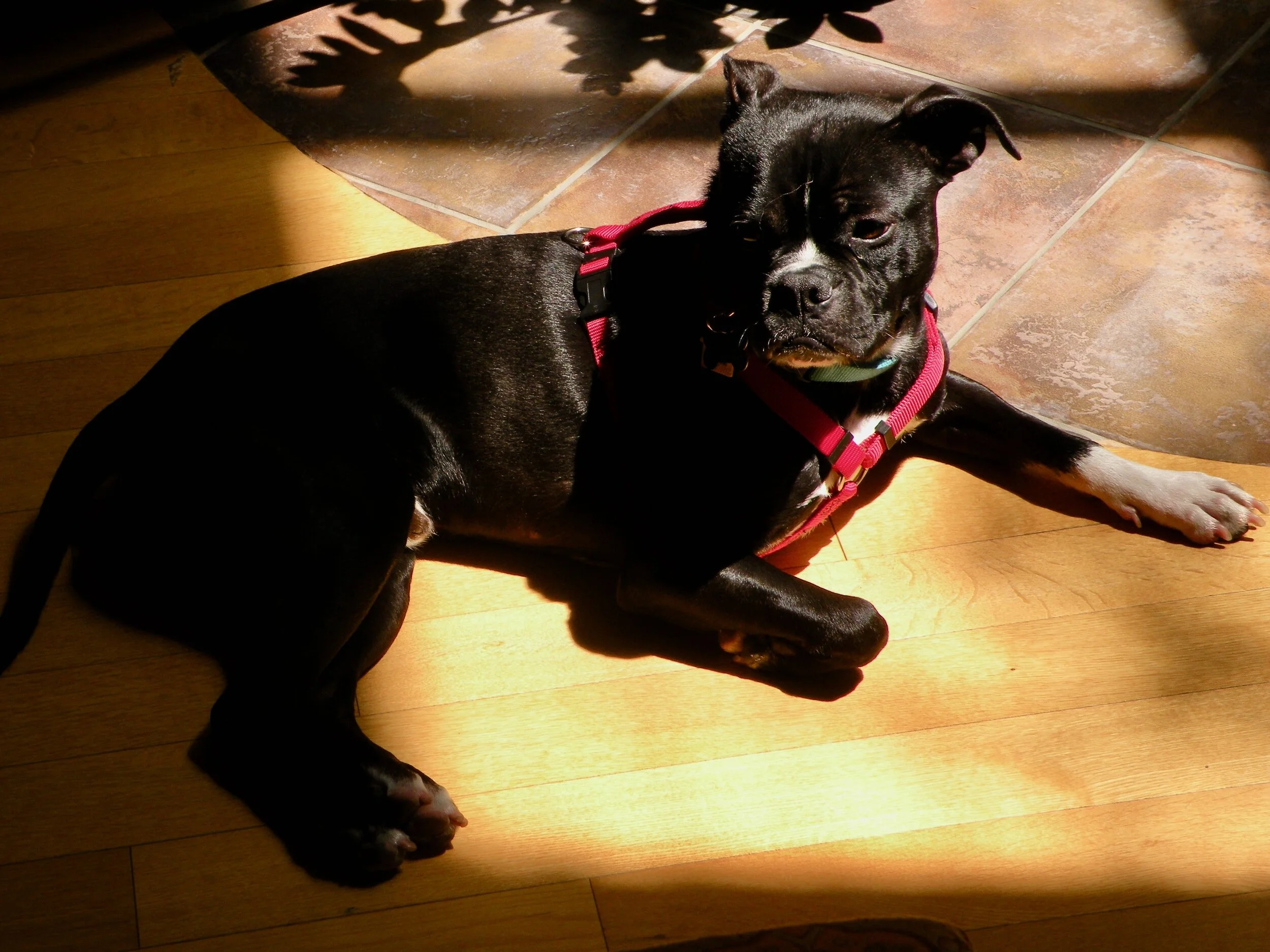 Moving Can Unearth Feelings of Loss for Departed Pets