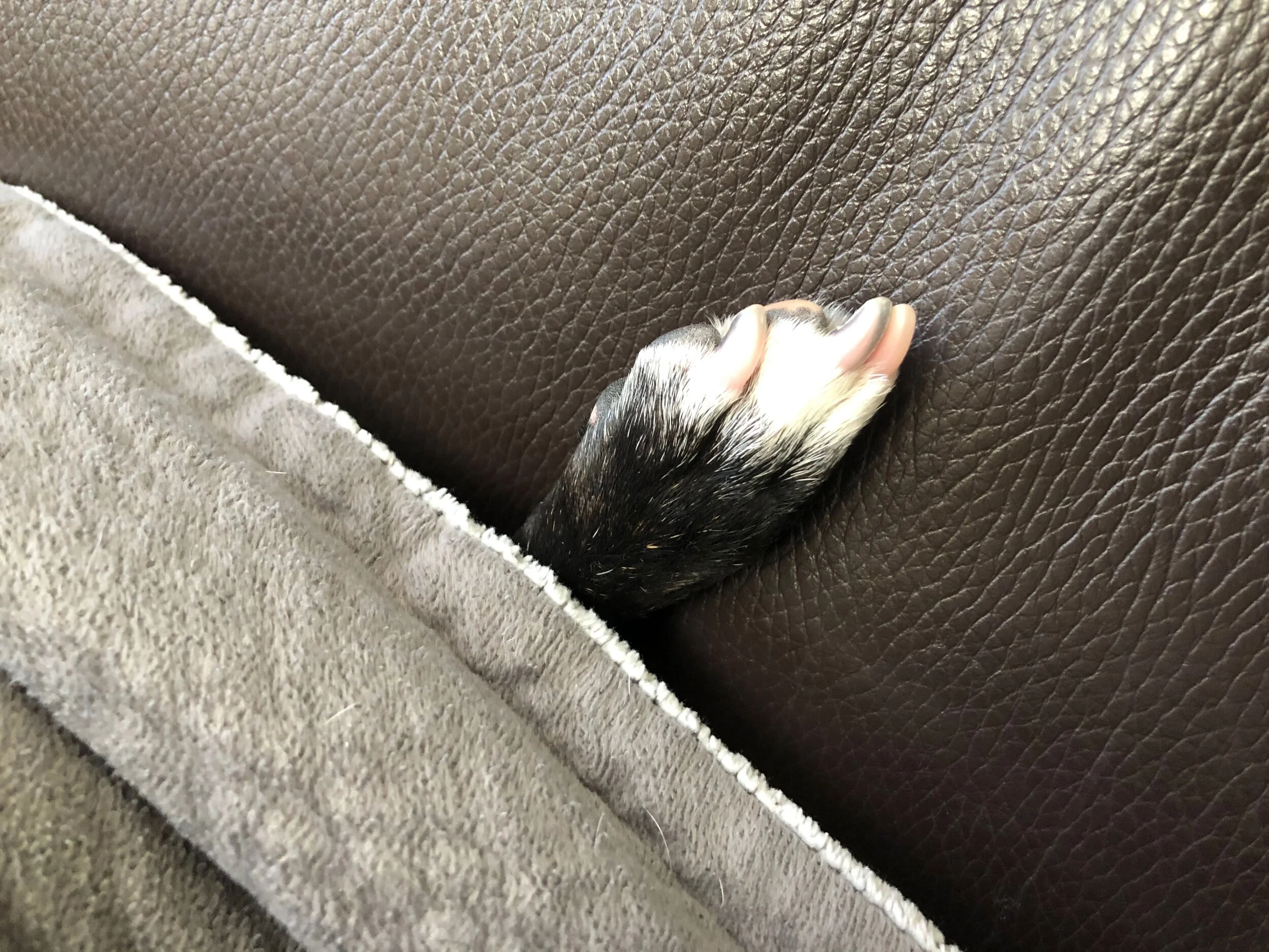 Stressed Humans Need to “Reset” for Their Pet’s Health