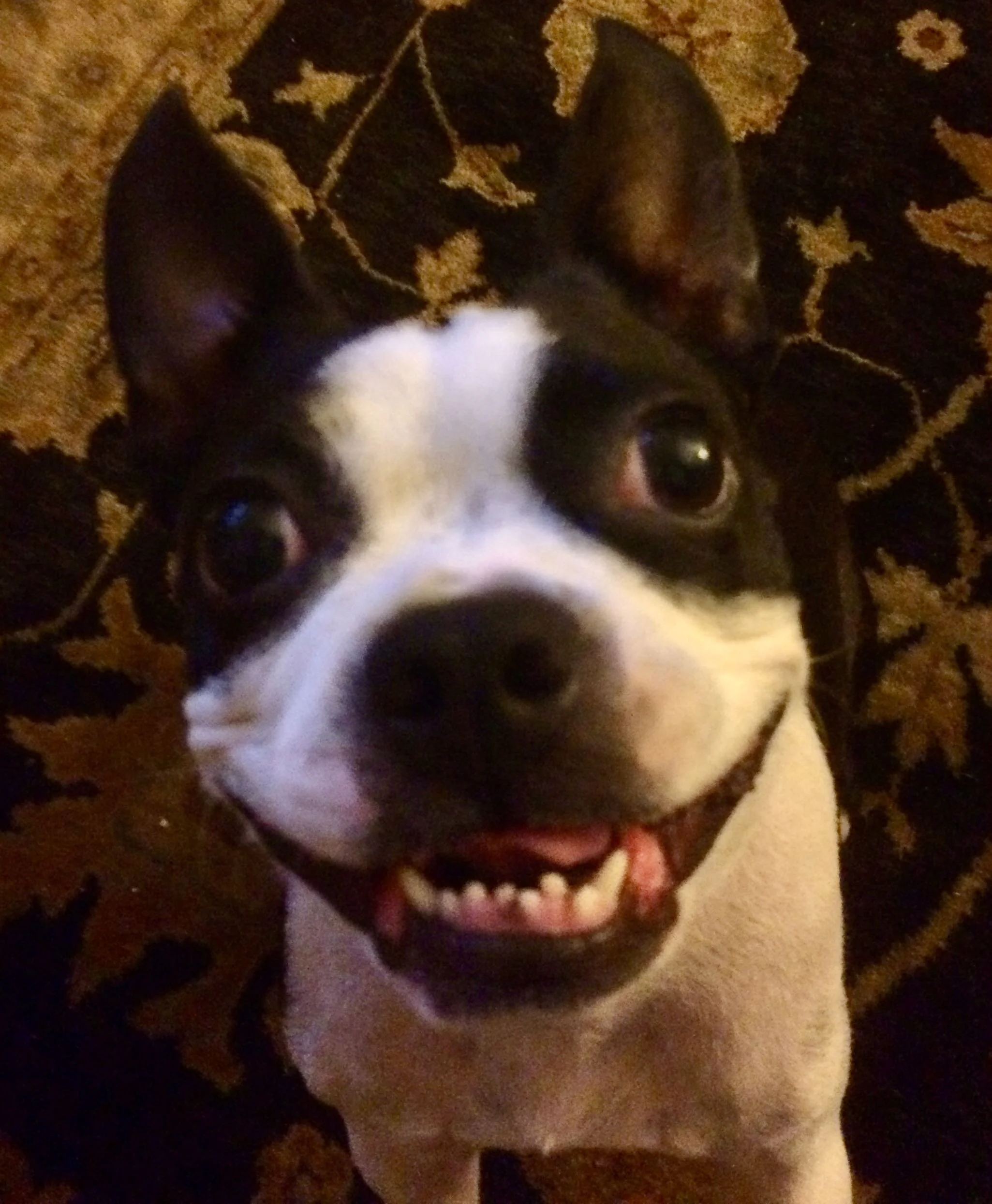 Settling Pets In After a Move and During COVID