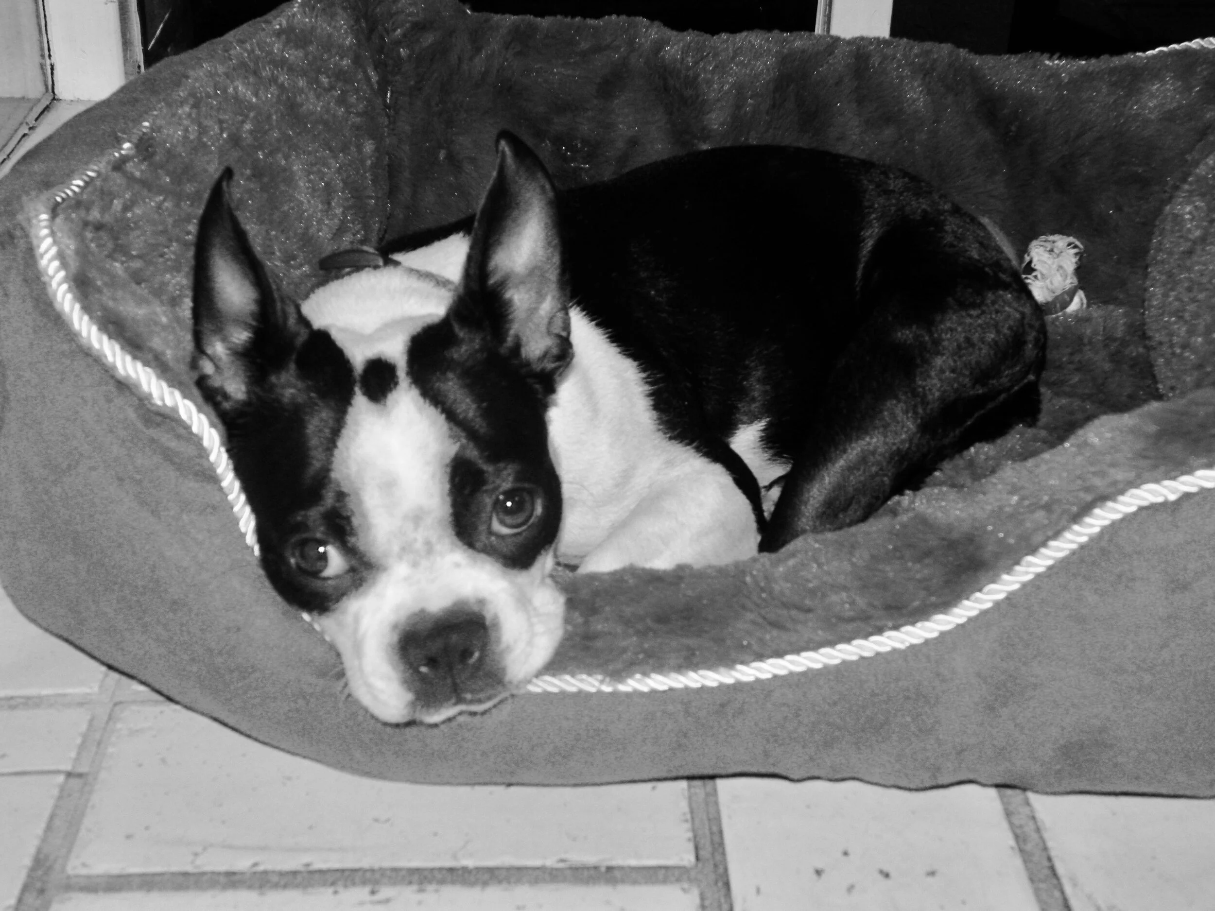 Do Pets Suffer from Seasonal Affected Disorder?