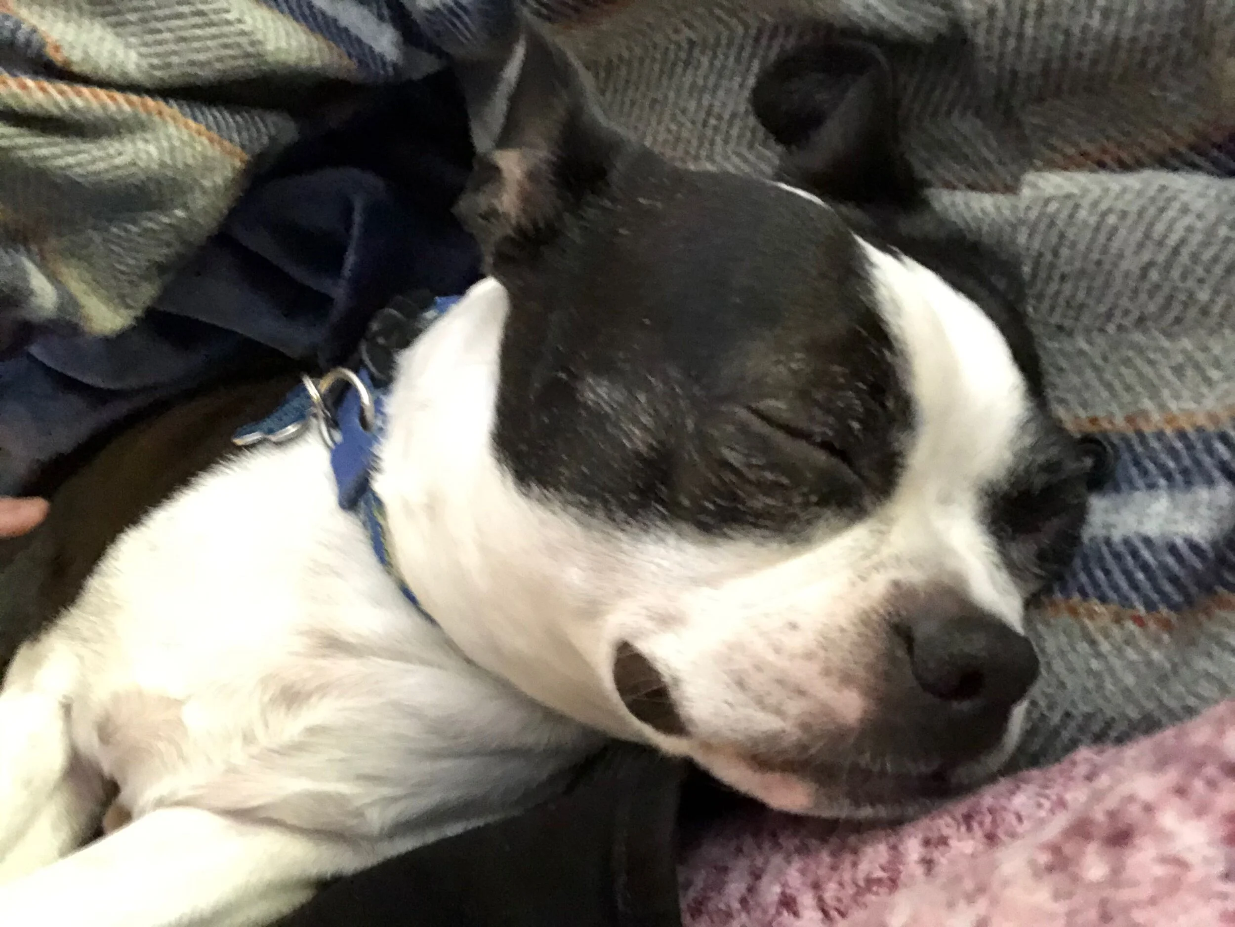 New Years with Pets — All is Calm, All is Right