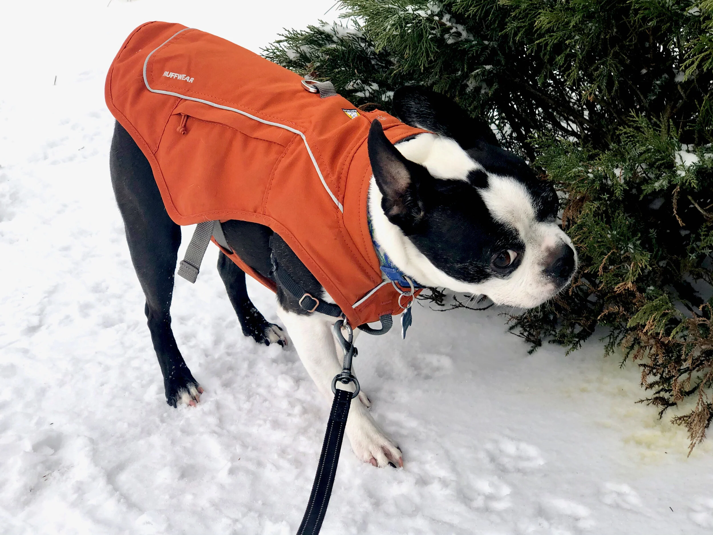 Man Asks Dog to be His Valentine
