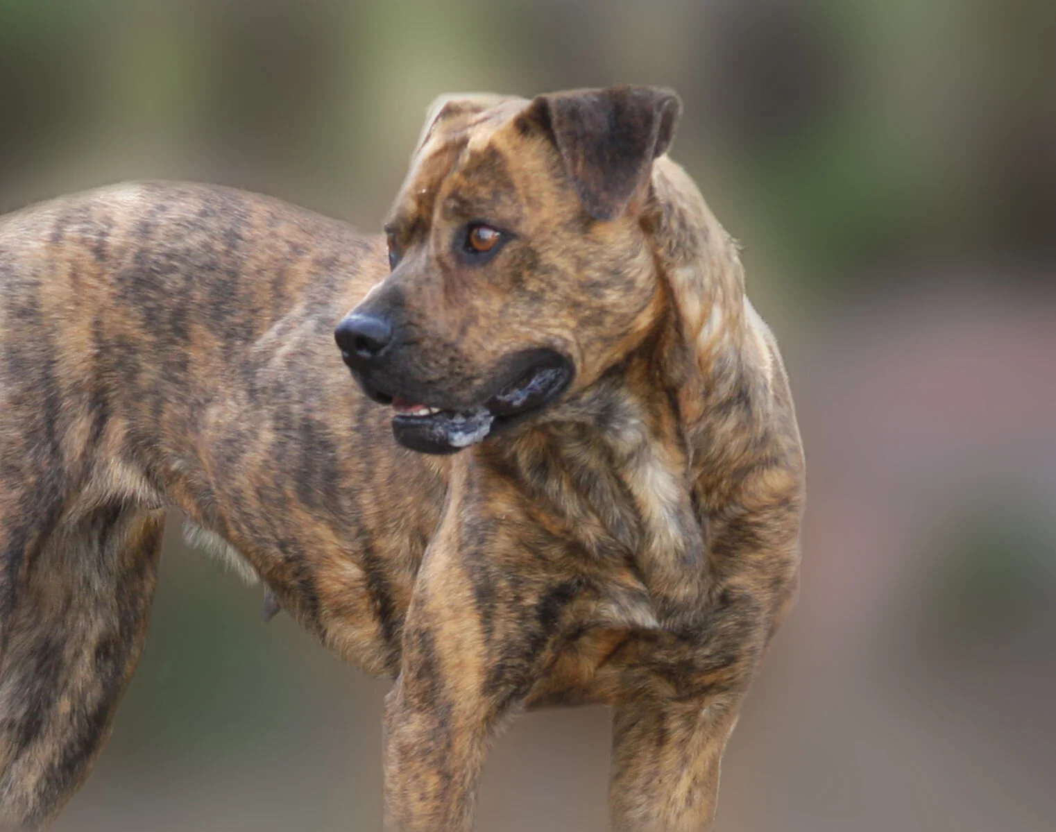 Hopes of Finding Abandoned Dog Dashed