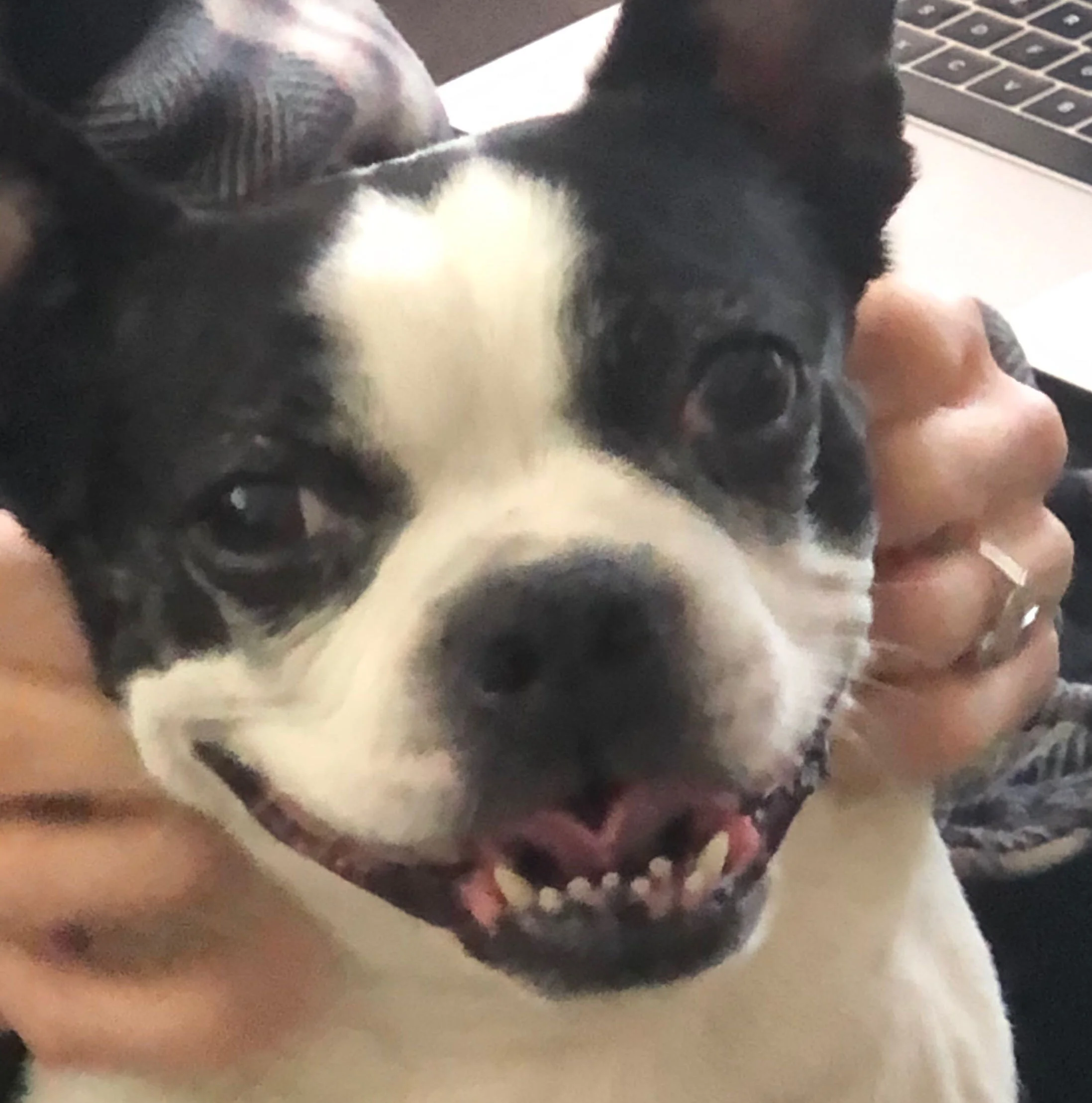 Pet Parents’ Goal: Be as Adaptable as Your Pet