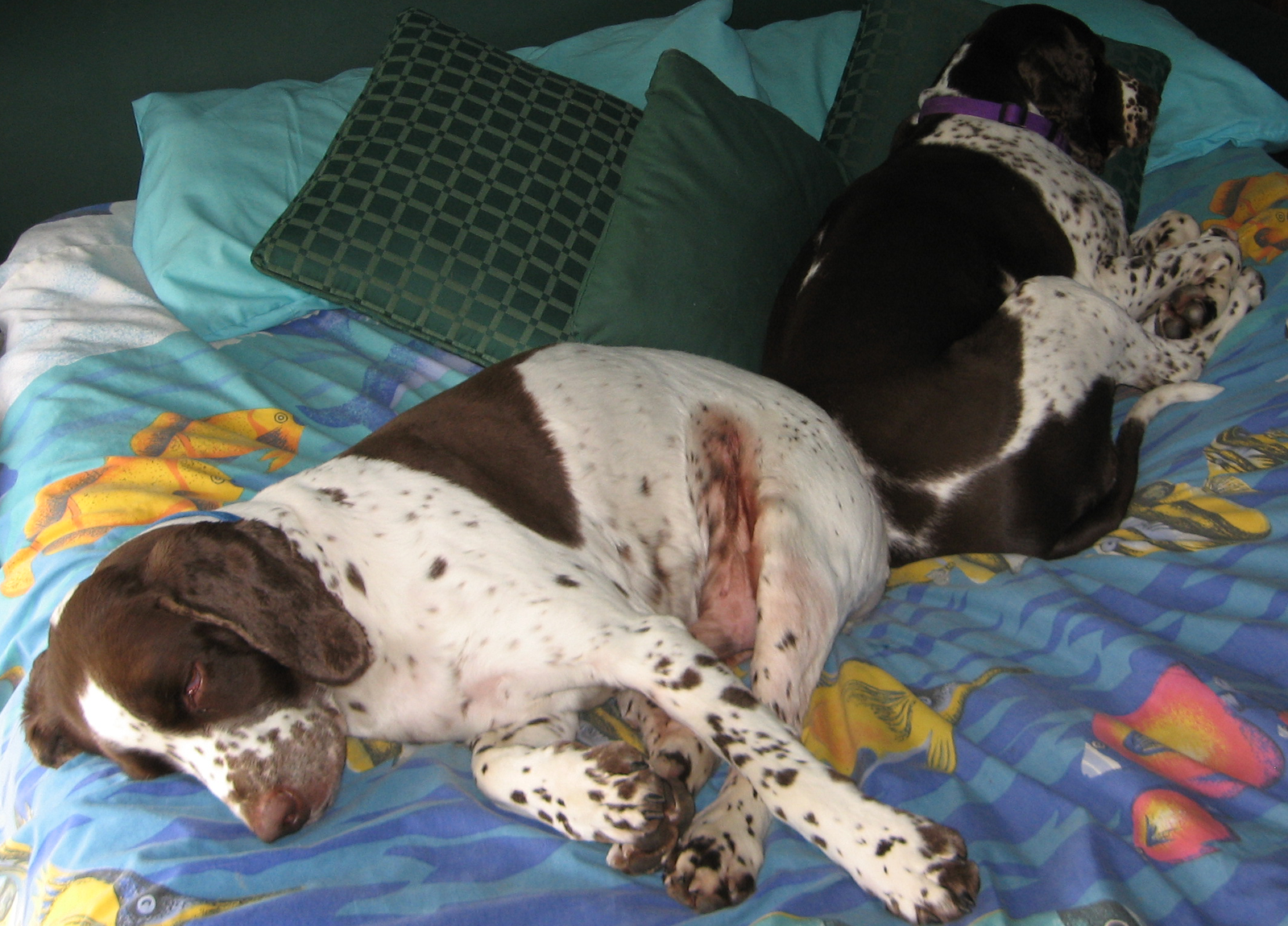 Family Bed With Pets (Reloaded)
