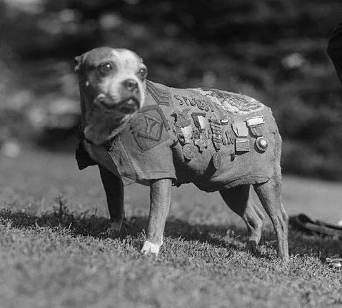 Rescue Legacy Salutes Animal Veterans