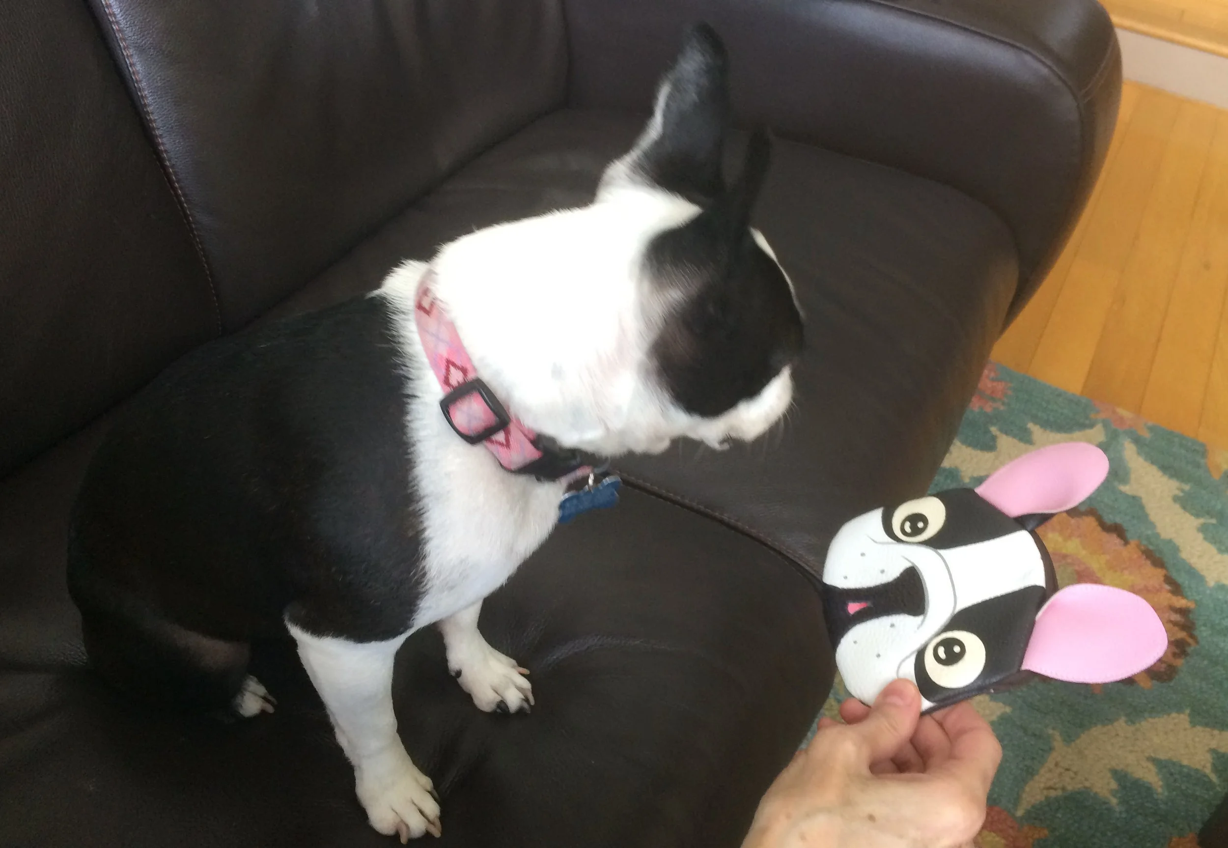 Thank You, Pets and Special People