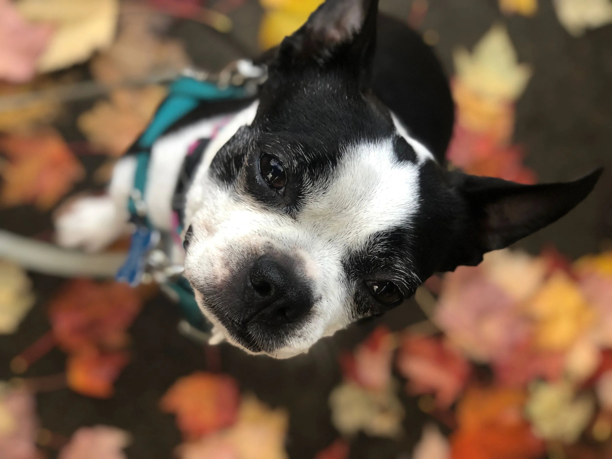 A New Years Reflection: Loving Pets Through Their Changes — and Ours