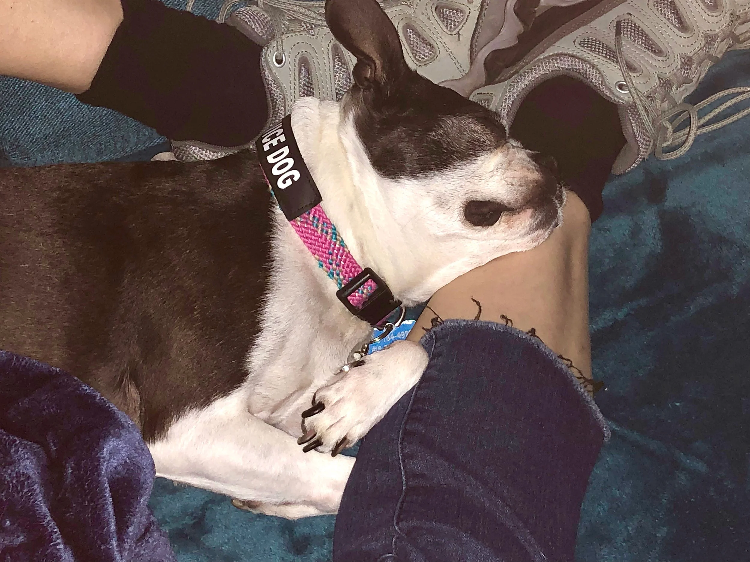 Resolutions for Pets: 2022