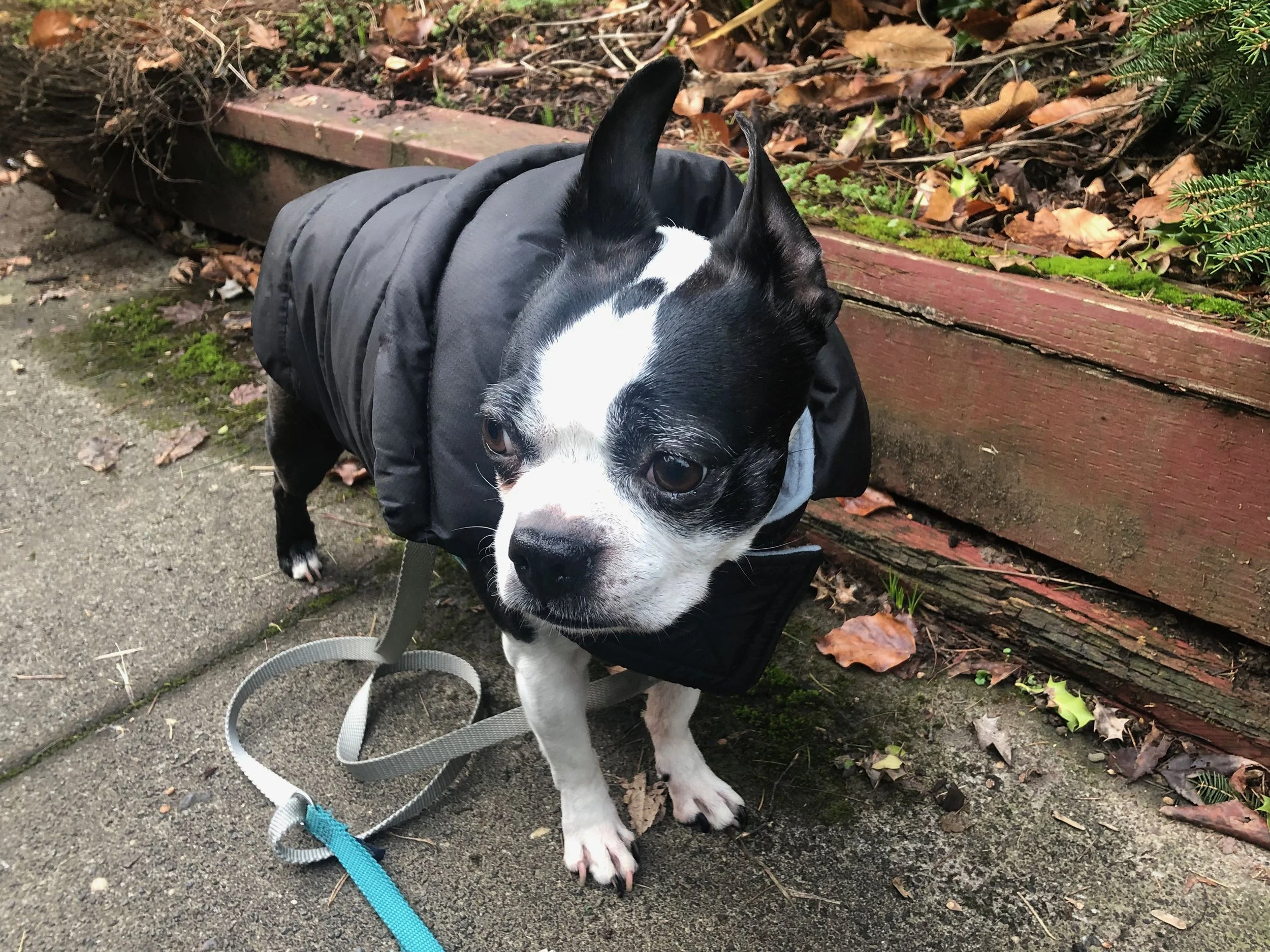 Protecting Pets from Winter Cold (Reloaded)