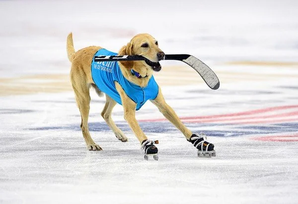 Rescued Labs Thwart Thieves, Skate for Charity