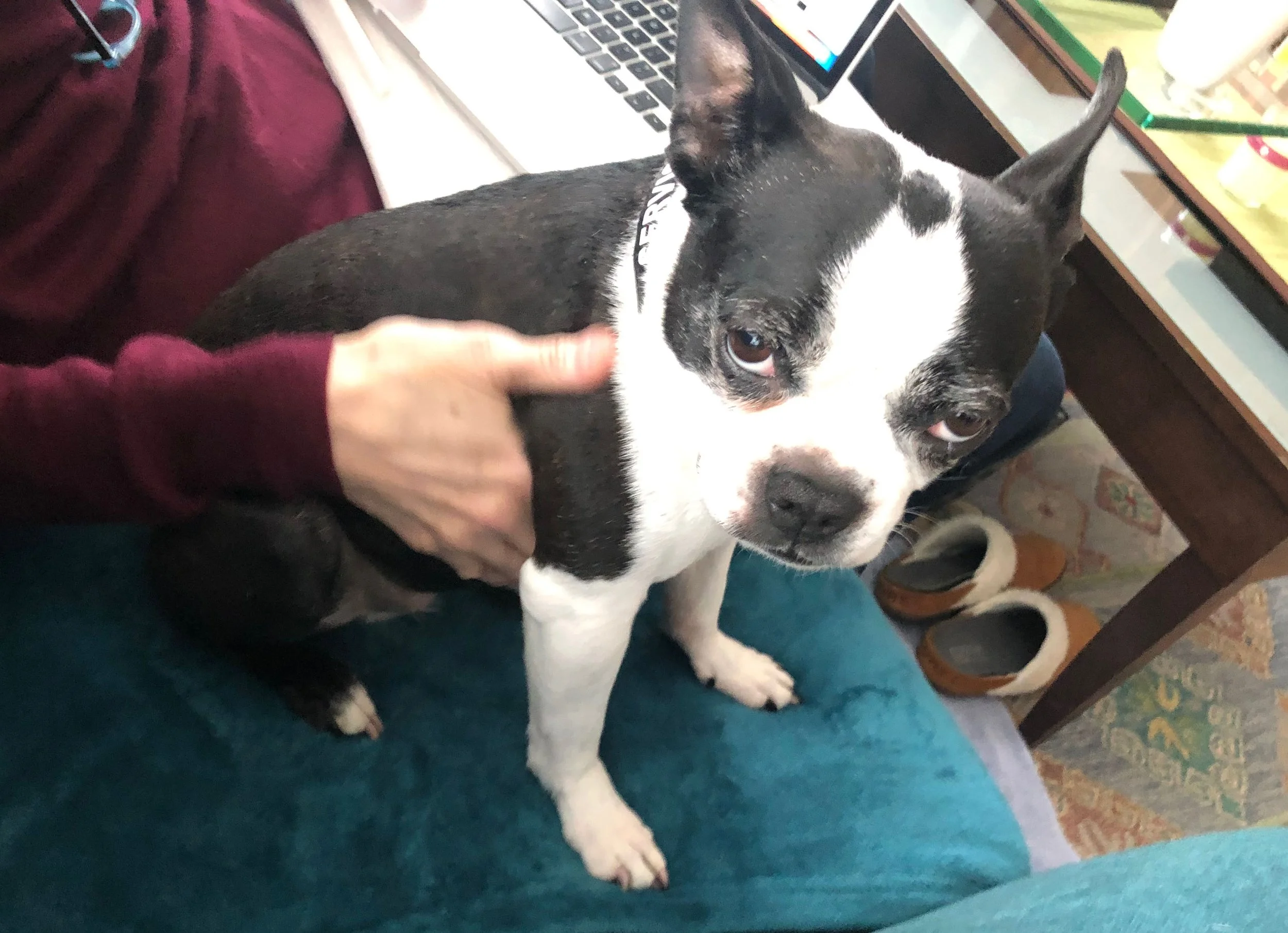 A “Spa Day” Calms Stressed Pets