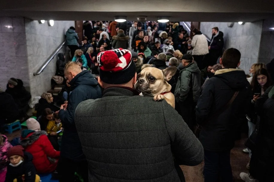 Russian Invasion Threatens Animal Rescue in Ukraine