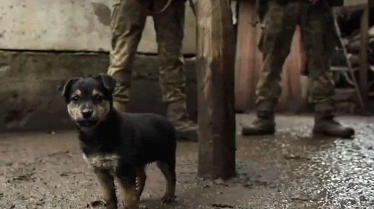 “Trench Pup,” Rambo, Gives Aid and Comfort to Ukrainian Soldiers