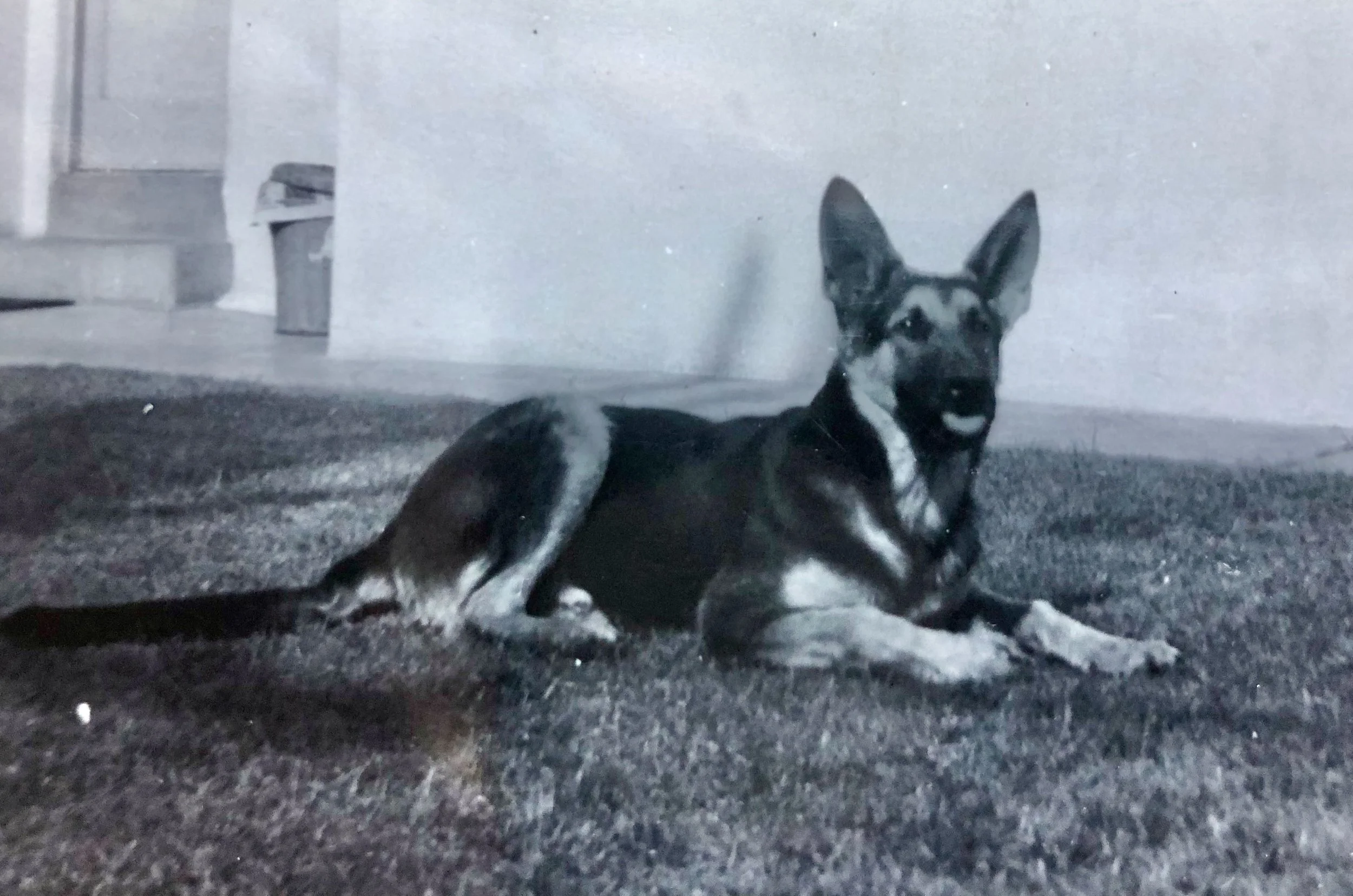 First Memories of a First Pet