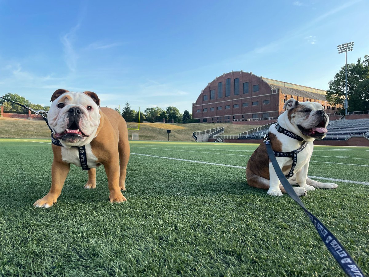 Live Animal Mascots Wow Crowds, Touch Hearts; Not All Are Thrilled