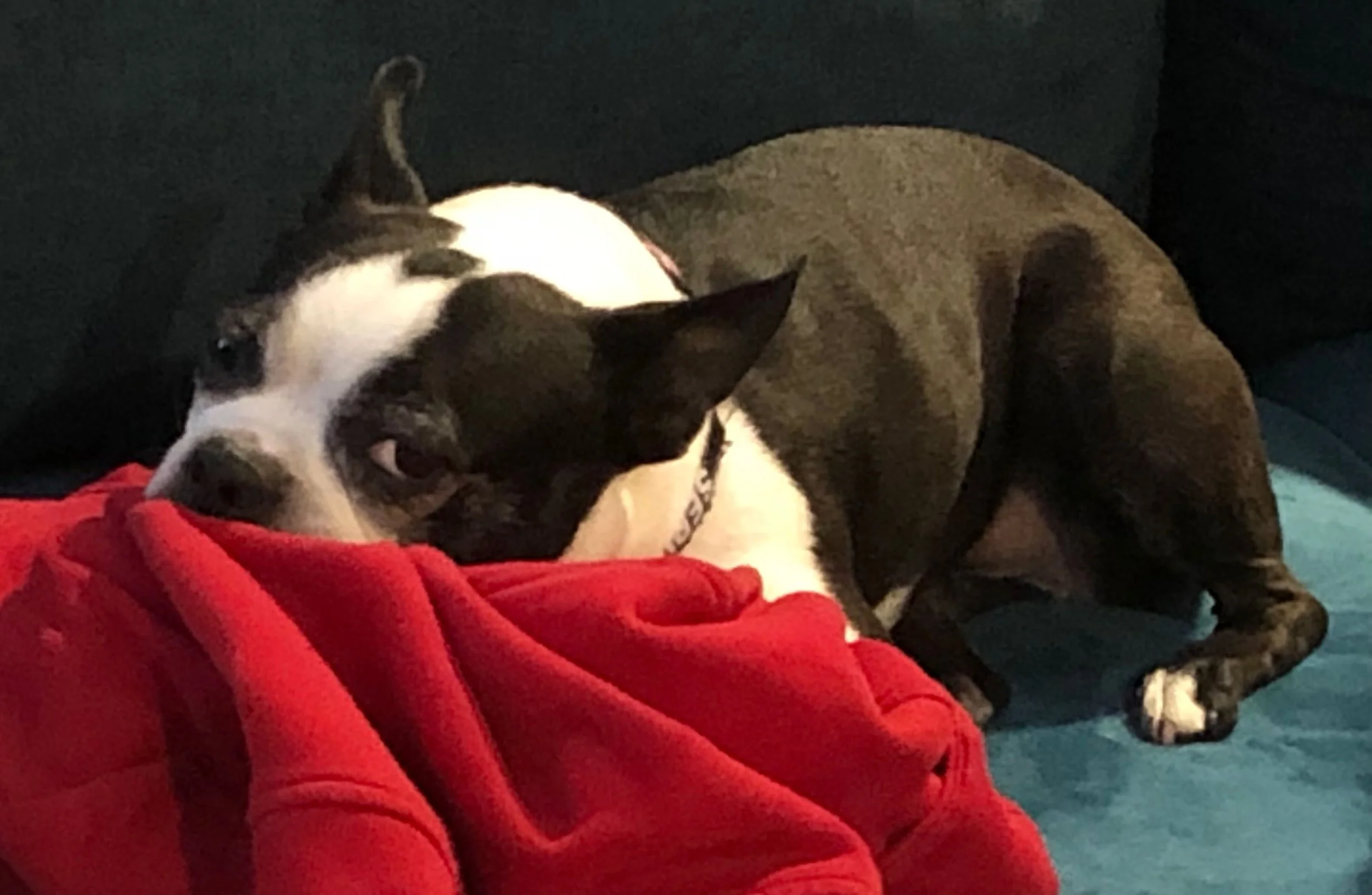 Rescue Legacy’s 400th Blog: Pets Help Us Fill In Our Potholes