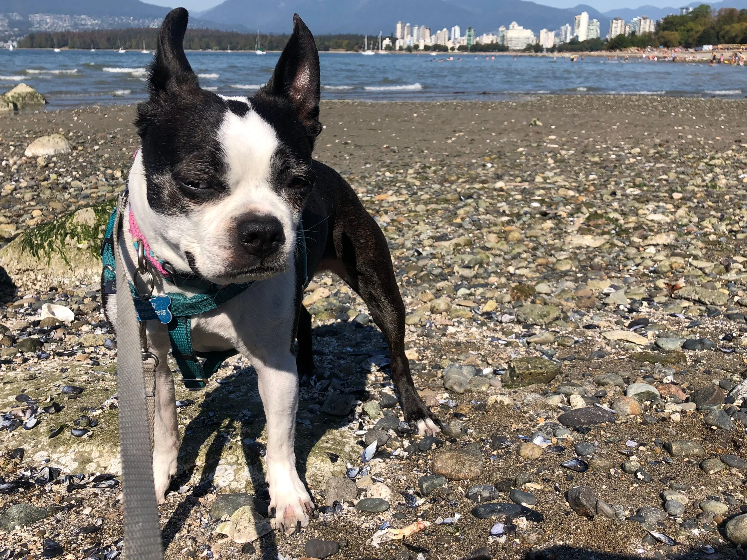 Service Dog Sets Chill Travel Tone for Rattled Parents