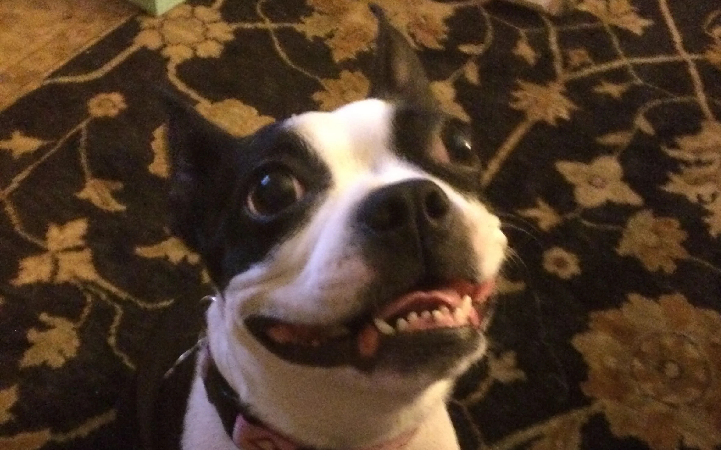 Doggie Dental Mia Culpa