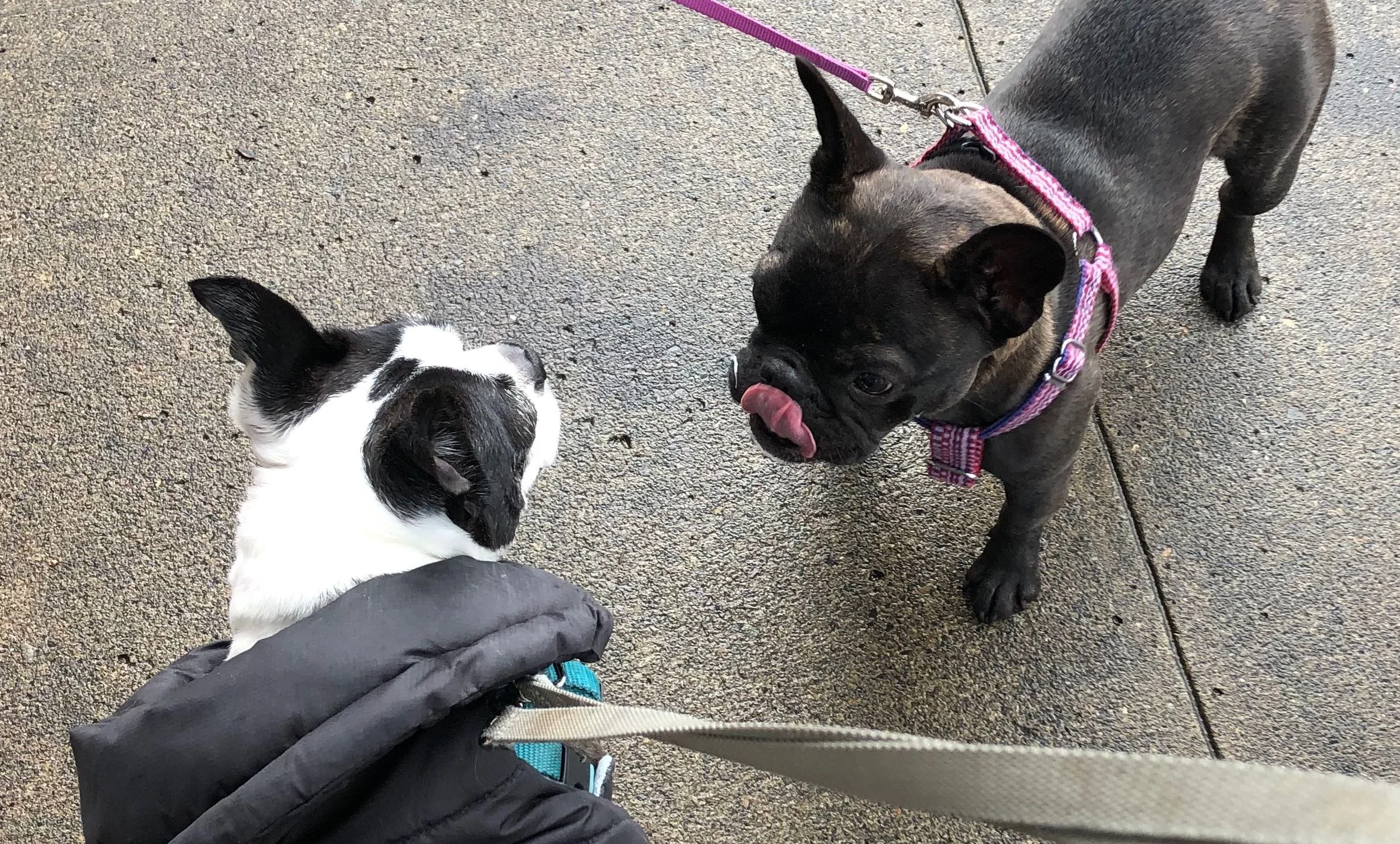 Pets Teach Us to Turn the Last Page of 2022, Not Rip it Out