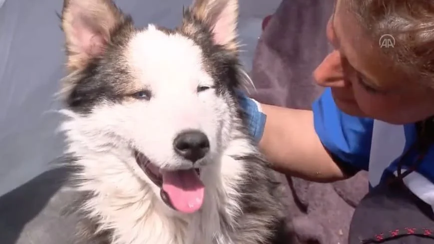 The Number 23 Figures Prominently in Recent Pet Rescues