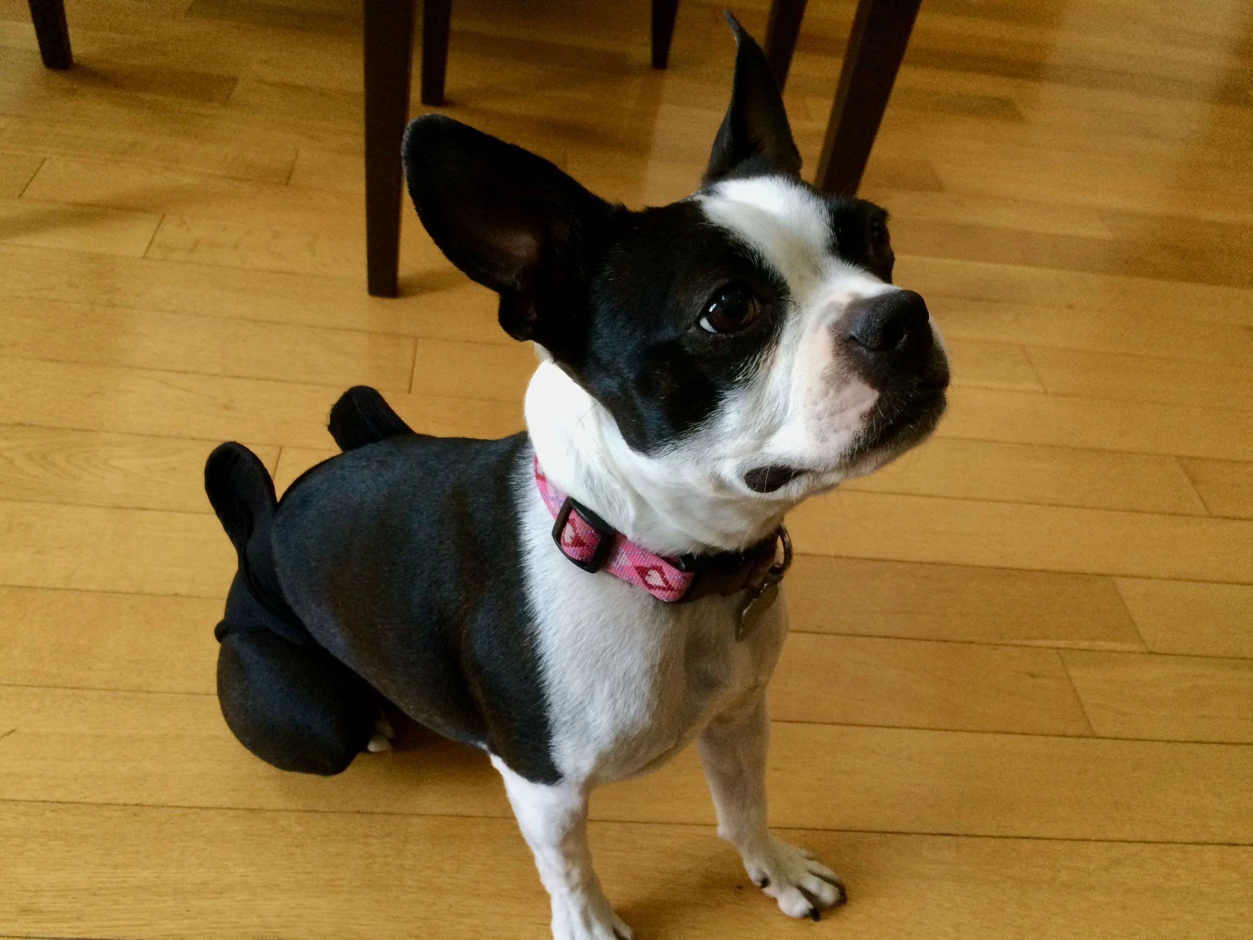 Don’t Get Floored: Best Surfaces for Pets, Pros and Cons