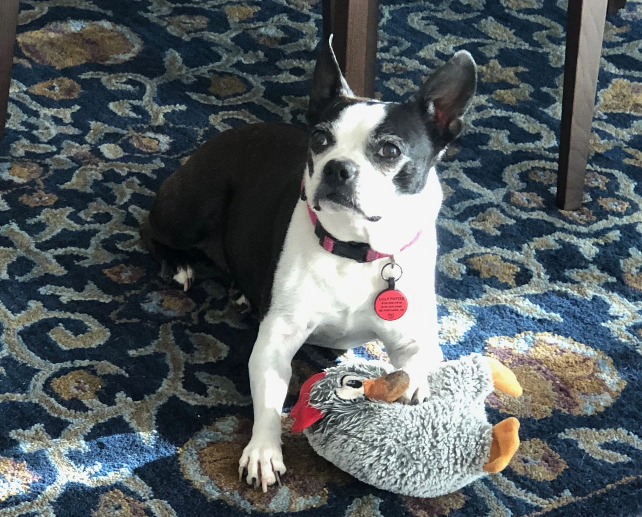 Reflections on Pets and Retirement