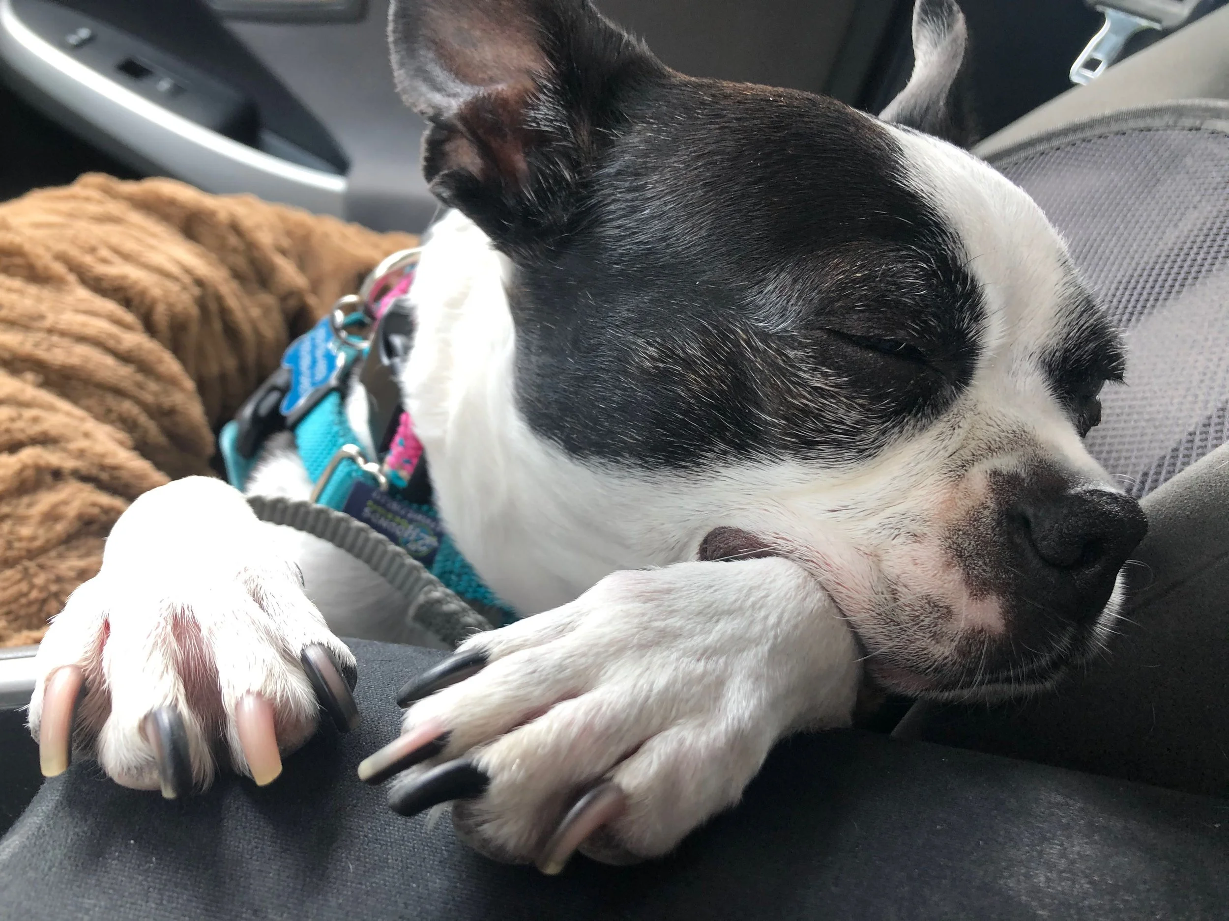 Paw-tection for the Dog Days of Summer