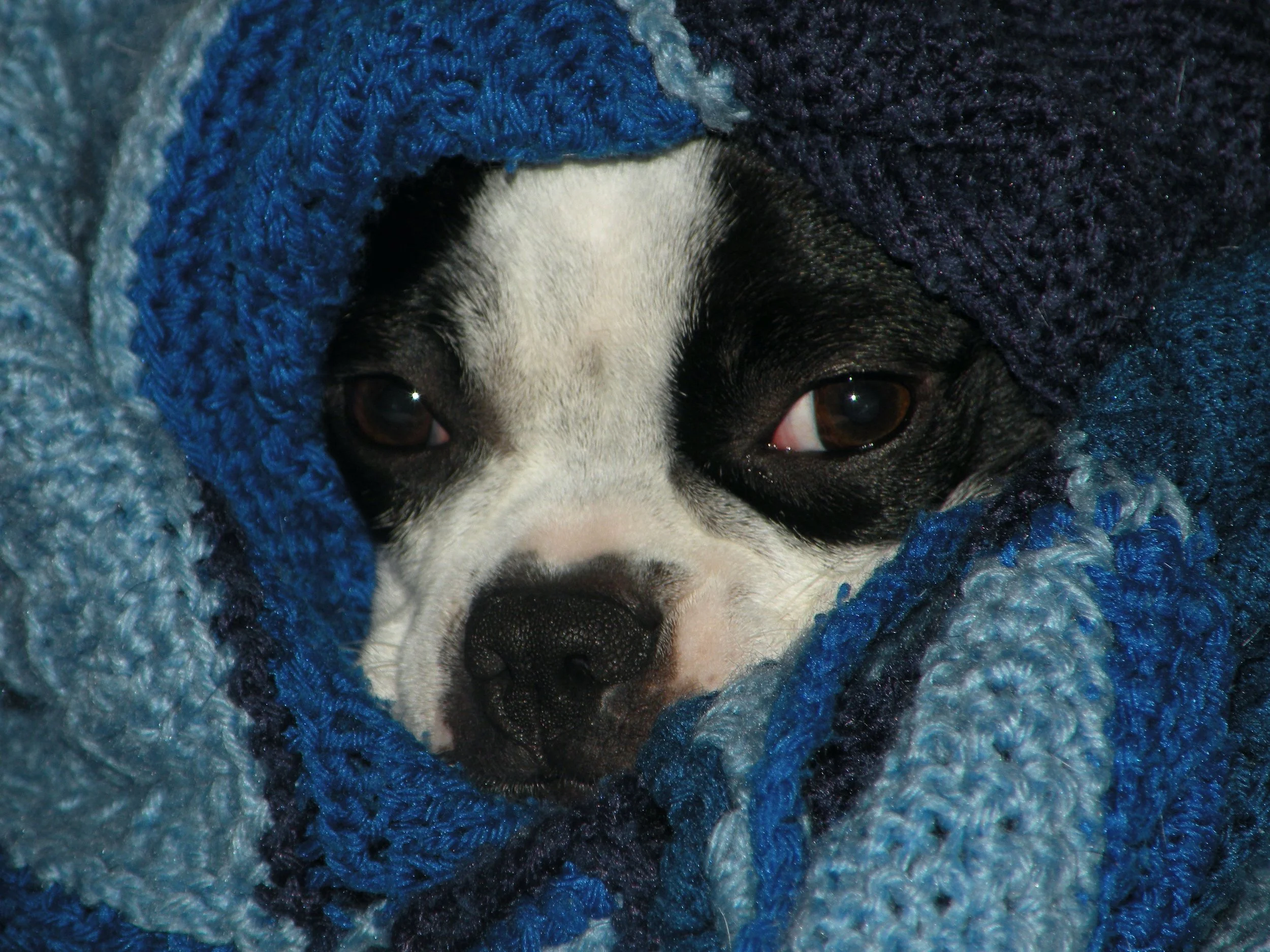 When Pets Need to Sleep Alone