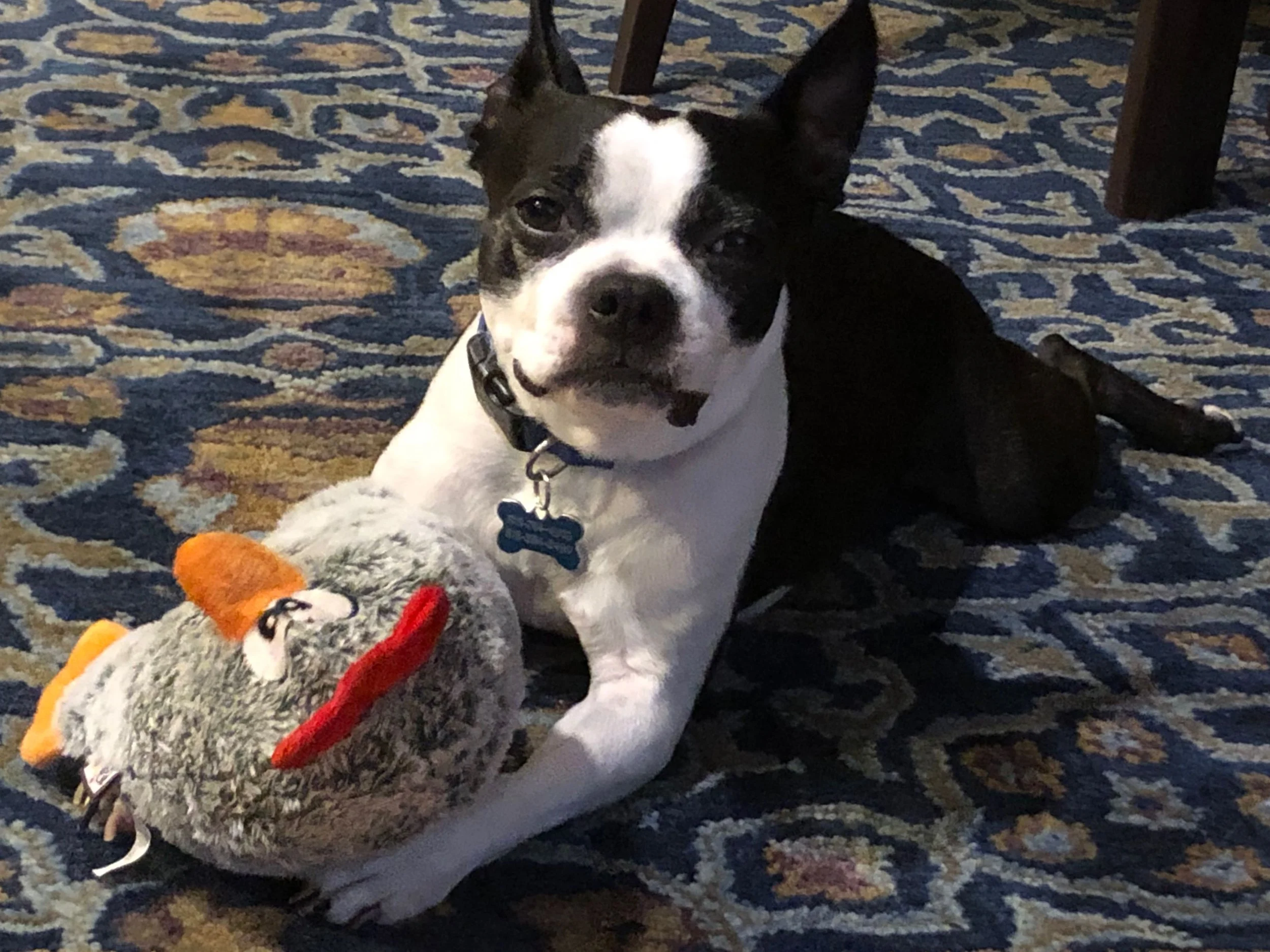 Pets Need Holiday Cheer, Too