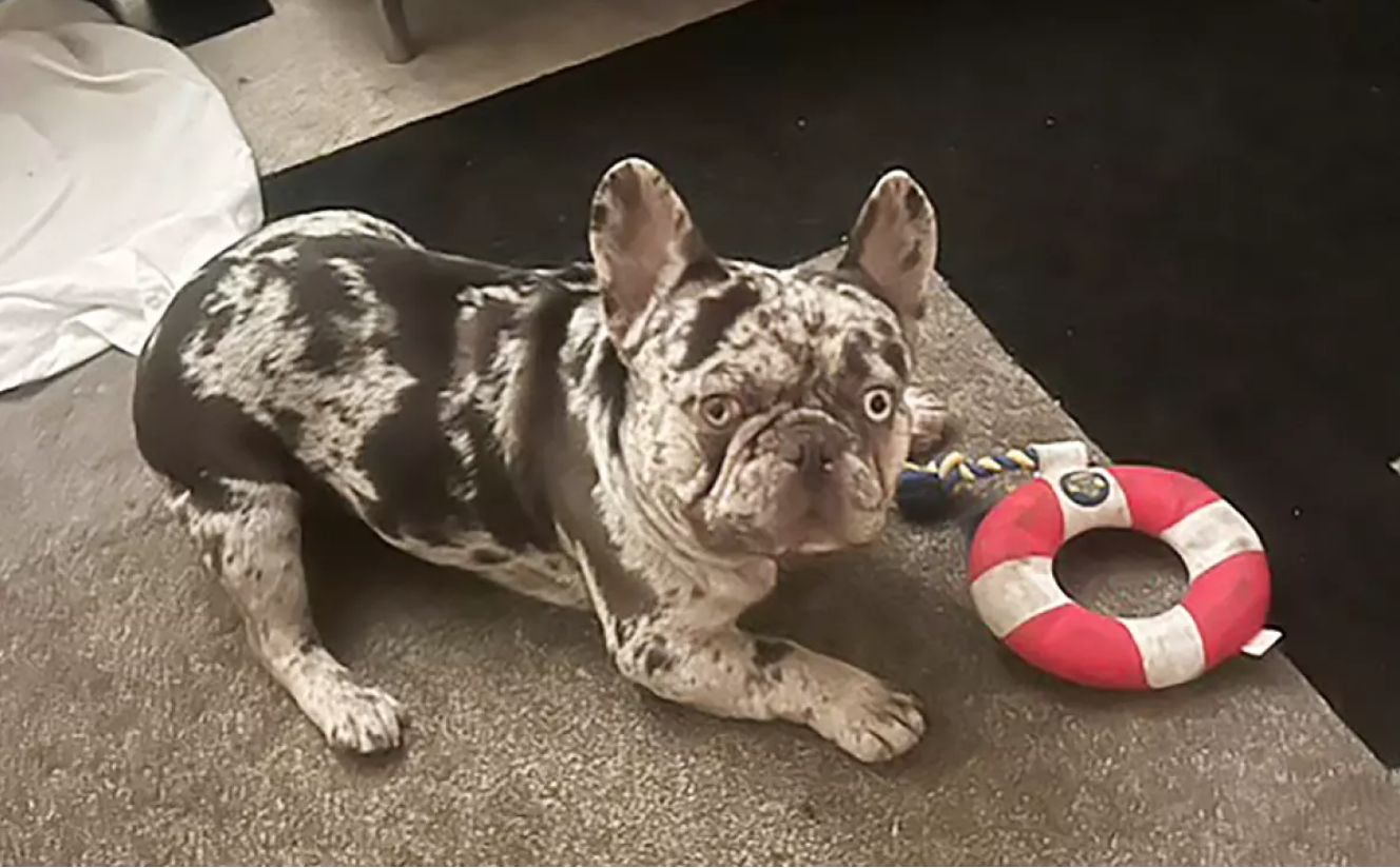 Woman Clings to Hood of Speeding Car After Dog Stolen