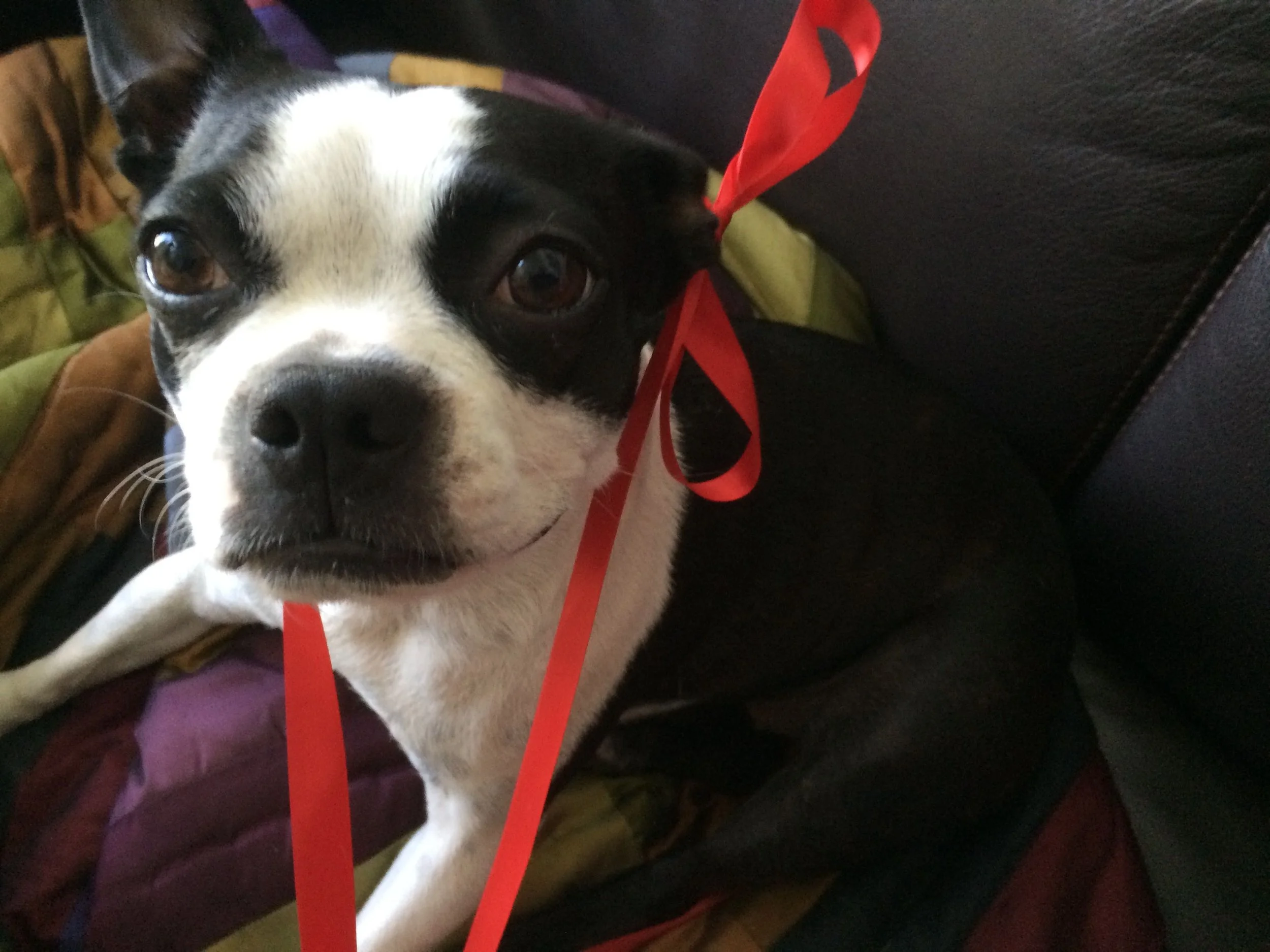 A Torah Portion in Pet Parenting