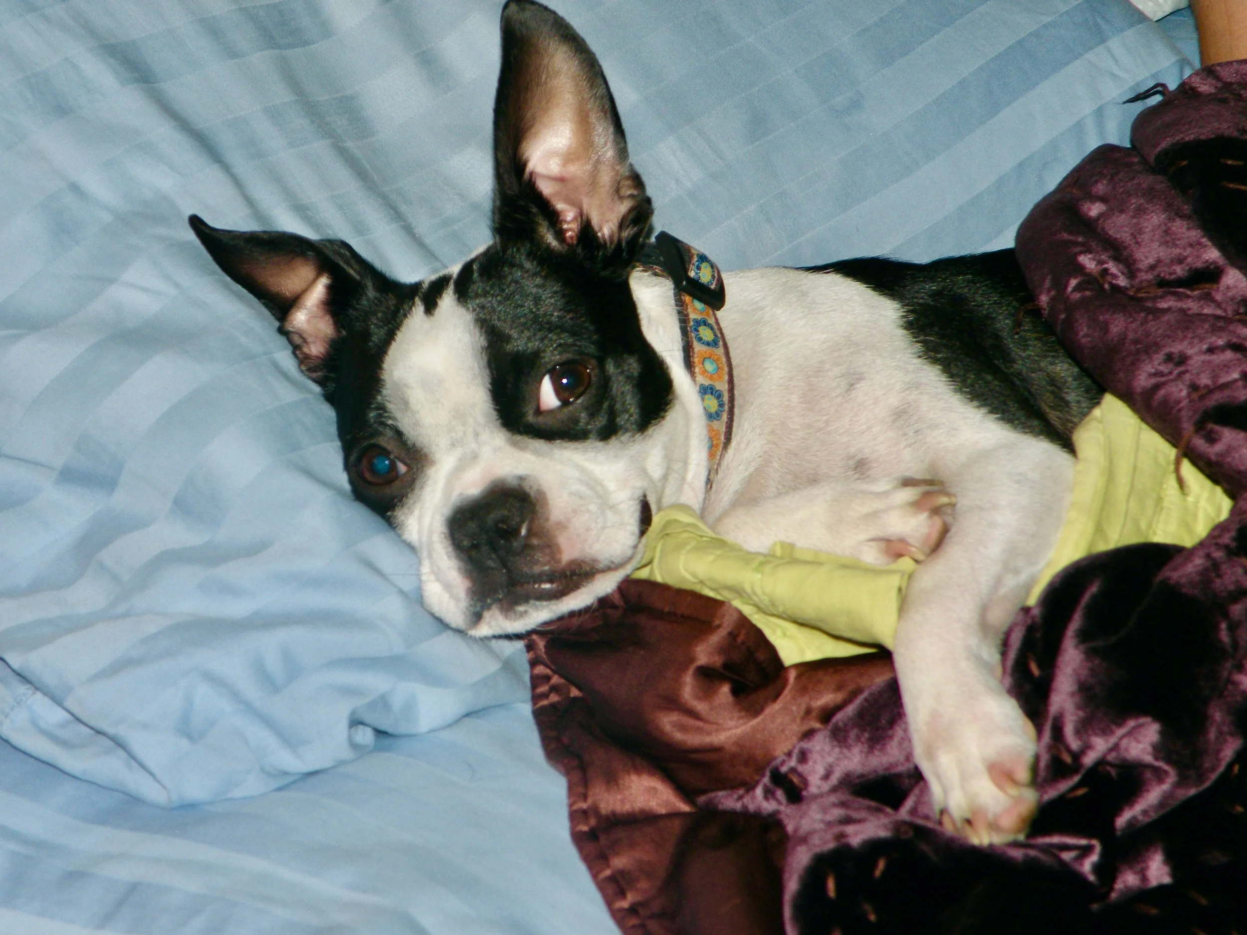 Pets Touch Us in All the Right Places