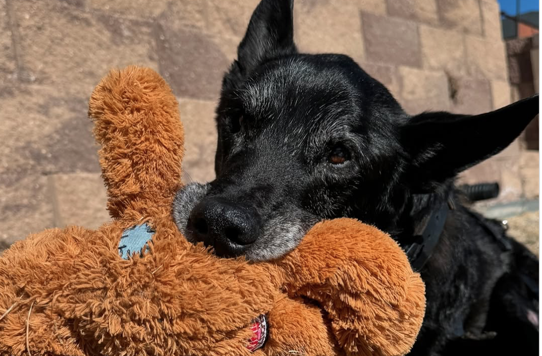 Hurricane, Most Decorated Dog in U.S. History, Honored